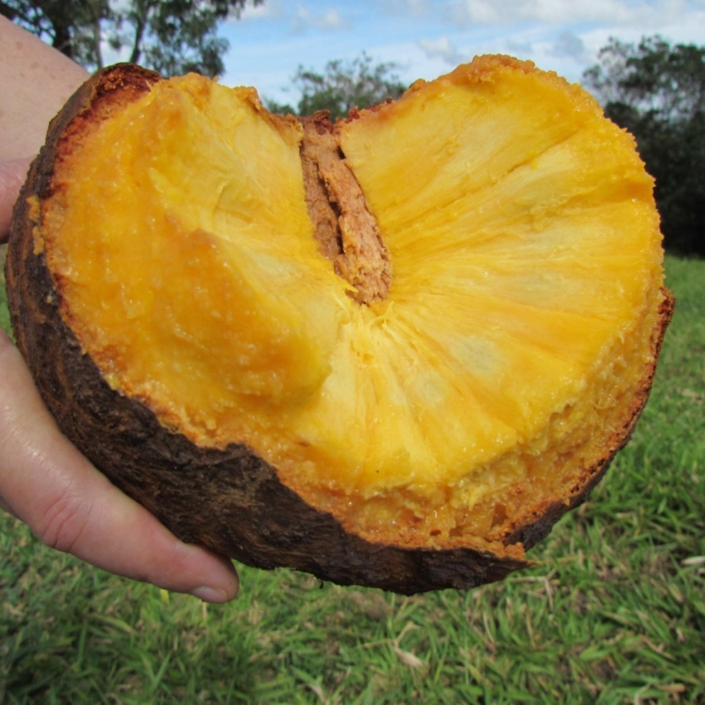 100 Sementes Araticum Do Cerrado Marolo Exótico Raro