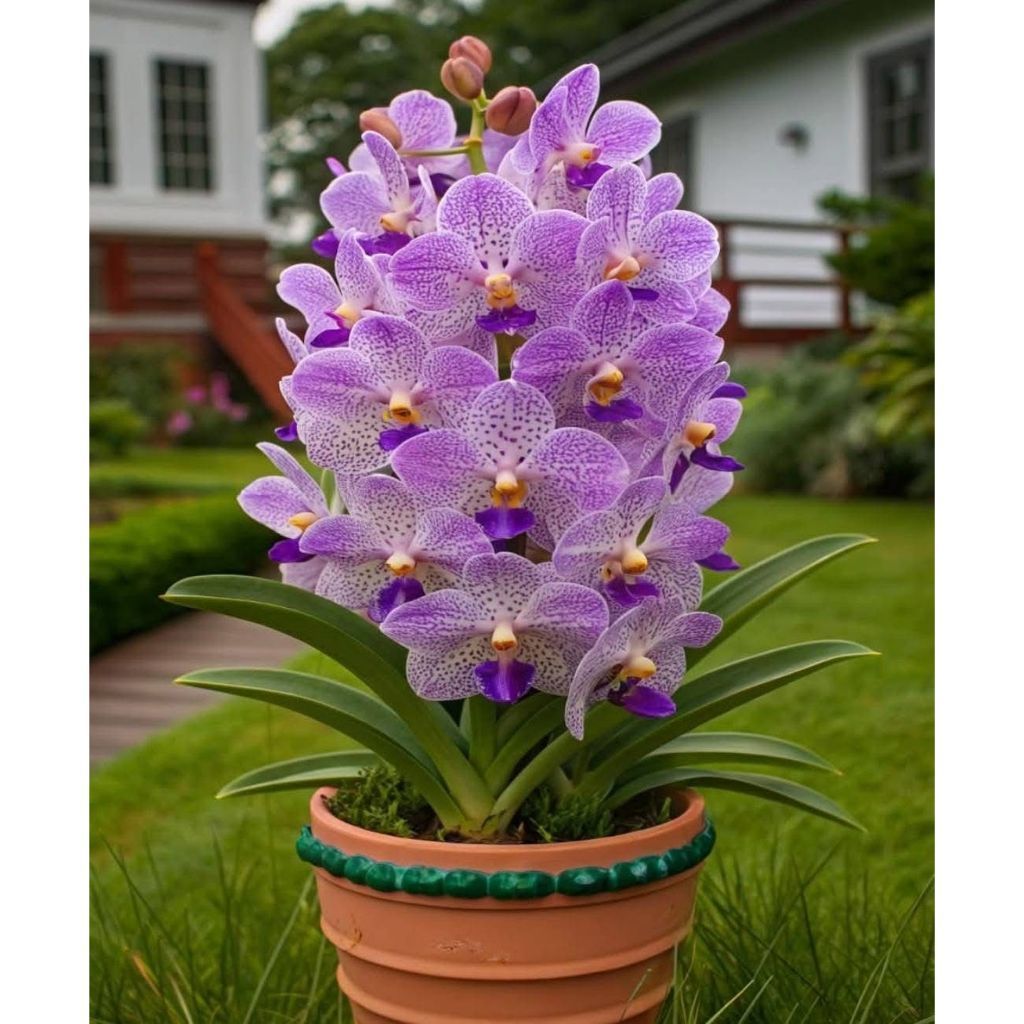 Orquídea Cosmic Dragon 100 sementes com manual de cultivo organico