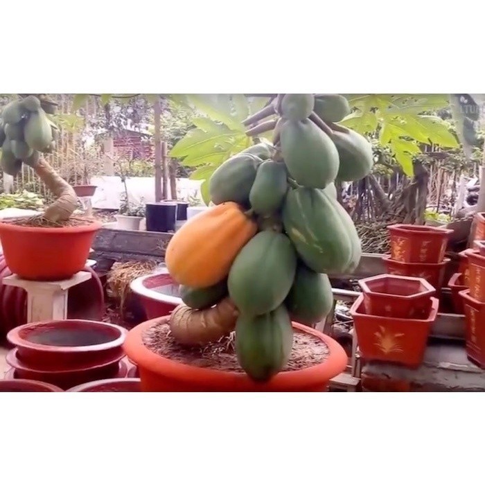 Liolin Garden 1000 Sementes de Mamão Anão Amazonas par plantio de sementes