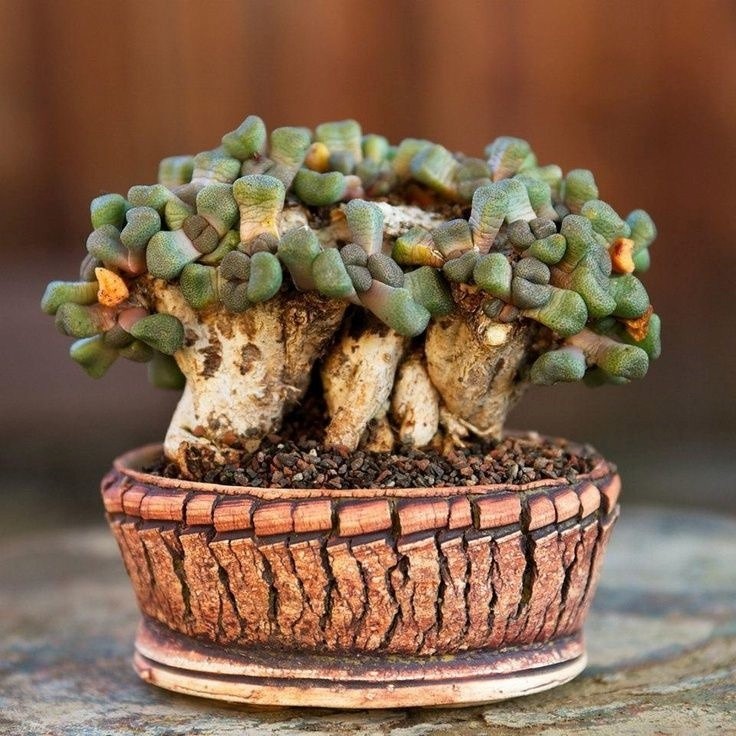 300 Sementes Suculenta Aloinopsis Schooneesii Cacto Pedra P Sementes sementes organicas