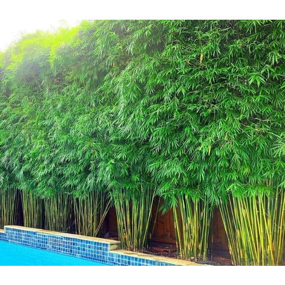 100 Sementes de Bambu Anão de Jardim Bambusa gracilis para plantio de Mudas em Oferta na Shopee
