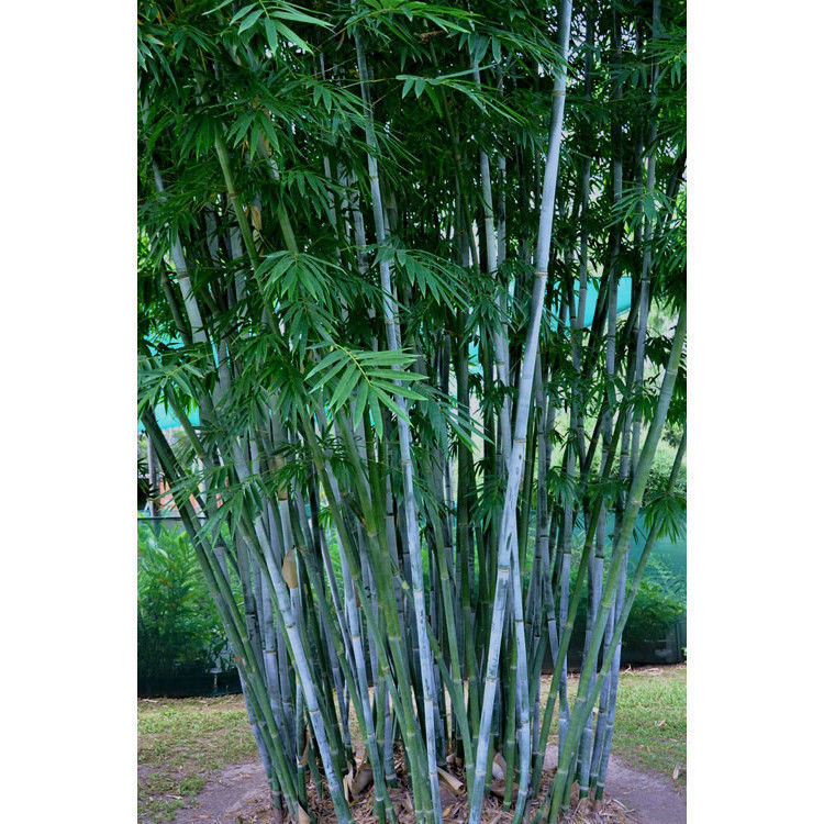 Para iniciantes Fácil cultivo 50 Sementes de Bambú Azul Tropical (Bambusa chungii ) V V Para iniciantes