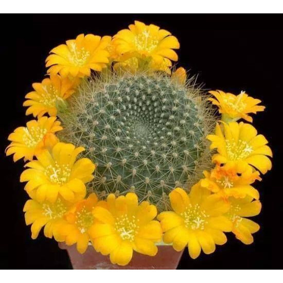 200 Sementes de Cacto Coroa Rebutia marsoneri | Planta Suculenta Rara para Jardim Vasos e Coleção