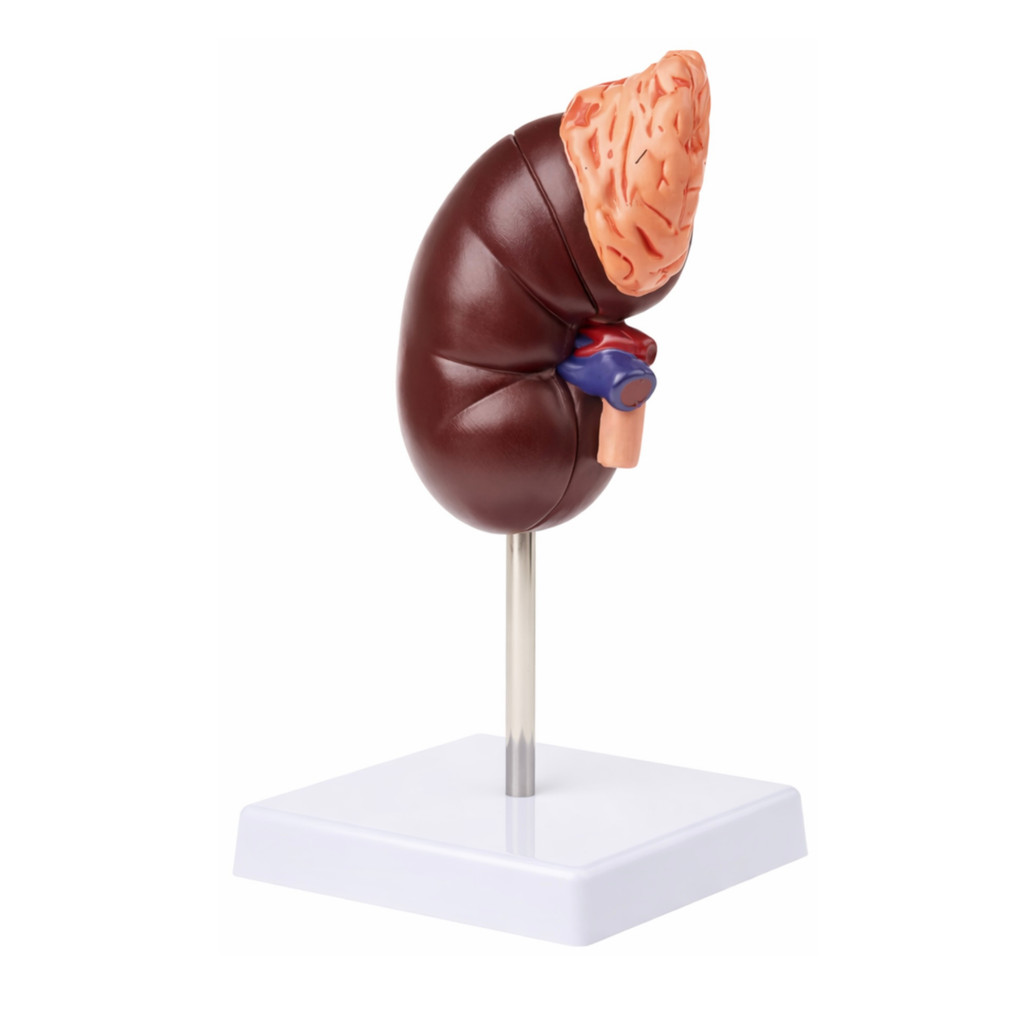 Rim Humano 3d Anatômico Educacional Saude Medicos E Saúde