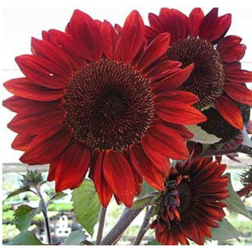 Rara 10 Sementes Girassol Vermelha Girassol Red + Guia de Plantio ENVIO RÁPIDO III