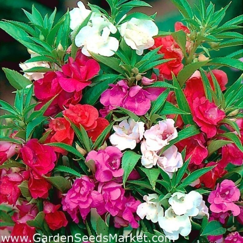 100 Sementes Beijinho dobrado de frade cores Exóticas ( 100 unidades). em Oferta na Shopee