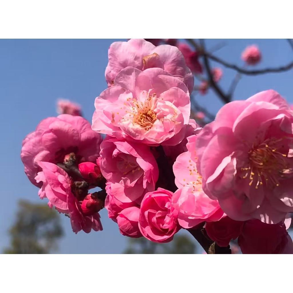 Rara 50 Sementes de Ameixeira – Flores Delicadas para Jardim
