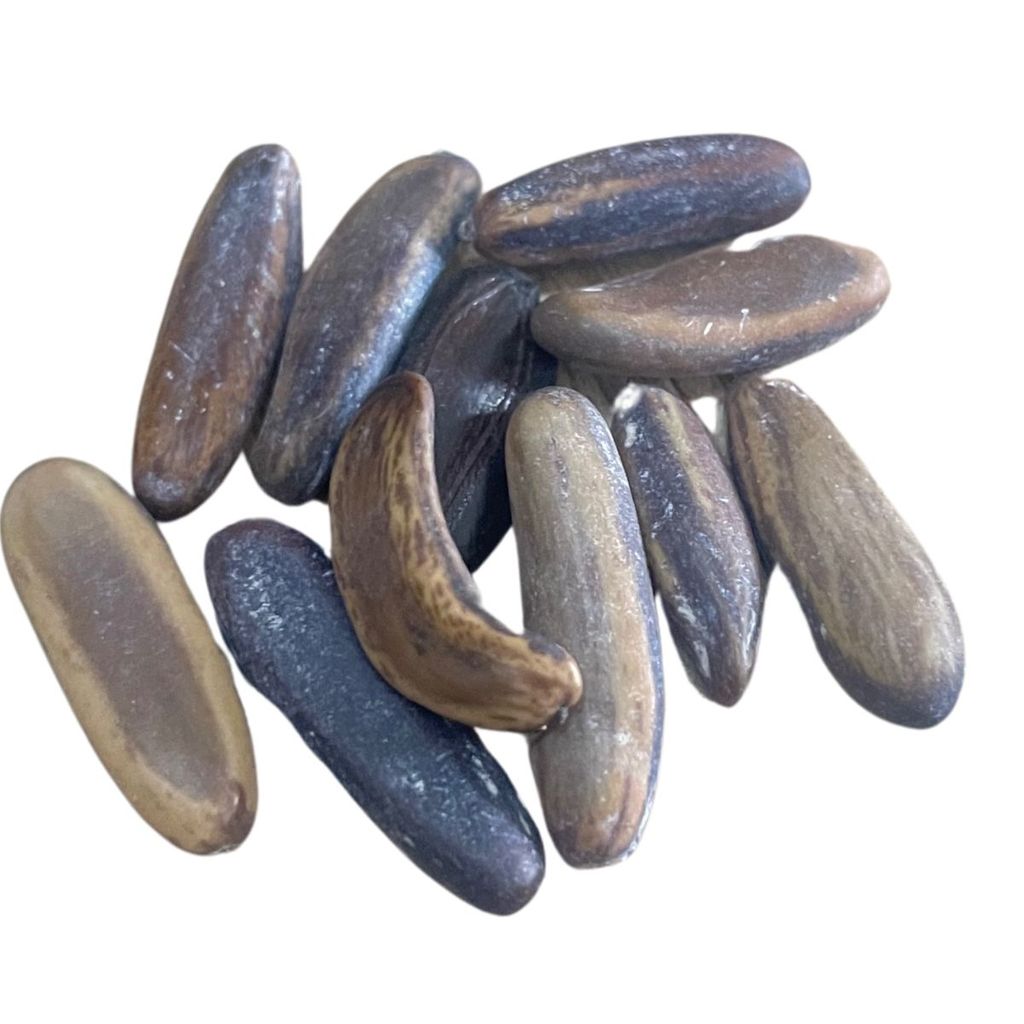 Fava De Oxumaré Unidade Para Assentamentos E Rituais Umbanda Candomblé em Oferta na Shopee