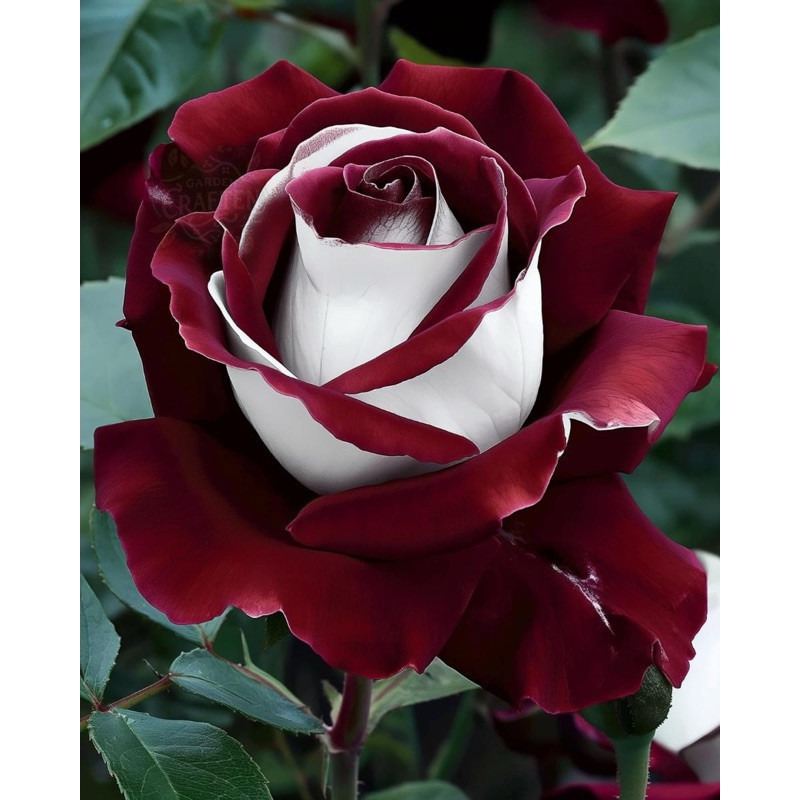 500 Sementes de Rosa Osiria Vermelha e Branca | Flores Ornamentais para Jardim, Vaso e Paisagismo