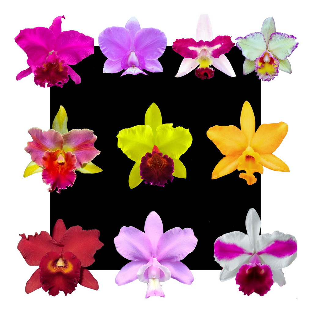Kit De 10 Orquidea Cattleyas Oferta- Cod 5051 Variadas- sem.