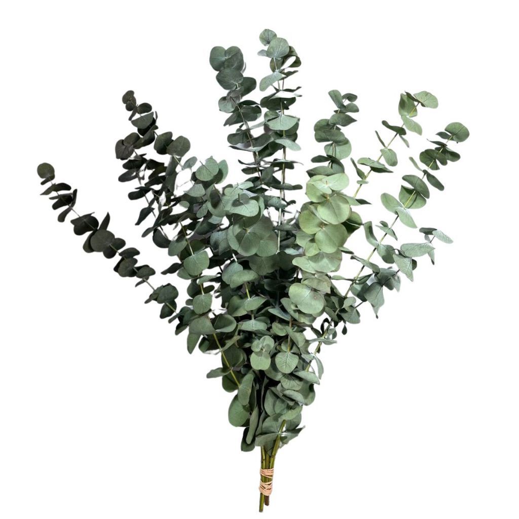 Buquê De Eucalipto Eucaflor Desidratado Natural Decoração Casamento 50Cm Grande