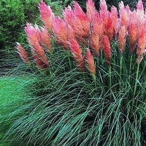 100 sementes Capim-do-Pampas sombra-de-mateiro com manual de cultivo pronta entrega envio 24h V