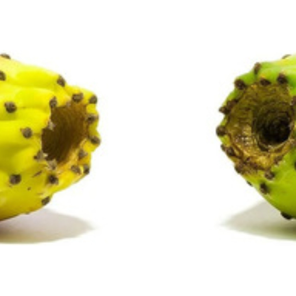 200 Sementes de Figo da Índia (Opuntia) | Cacto Palma Forrageira | Para Plantio Jardinagem | Alta Germinação