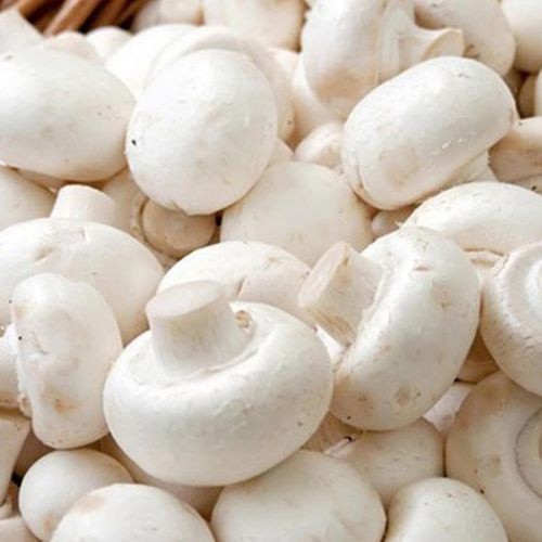 Cultivo prático Plantas de Legumes Deliciosos para Jardinagem em Casa PCS Cogumelo Botão Branco 50 100 Sementes