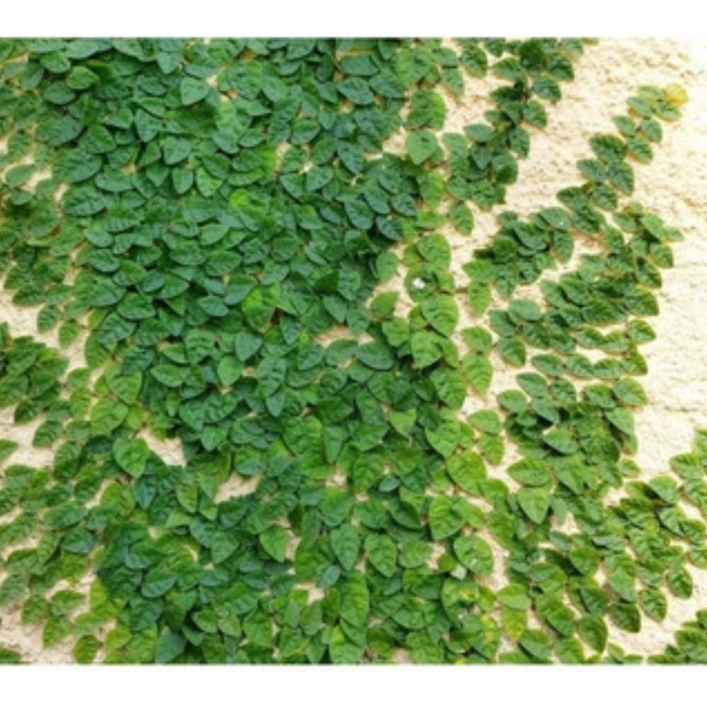 A EXCLUSIVO 30 Sementes De Trepadeira Unha De Gato Premium ENVIO RAPIDO C em Oferta na Shopee