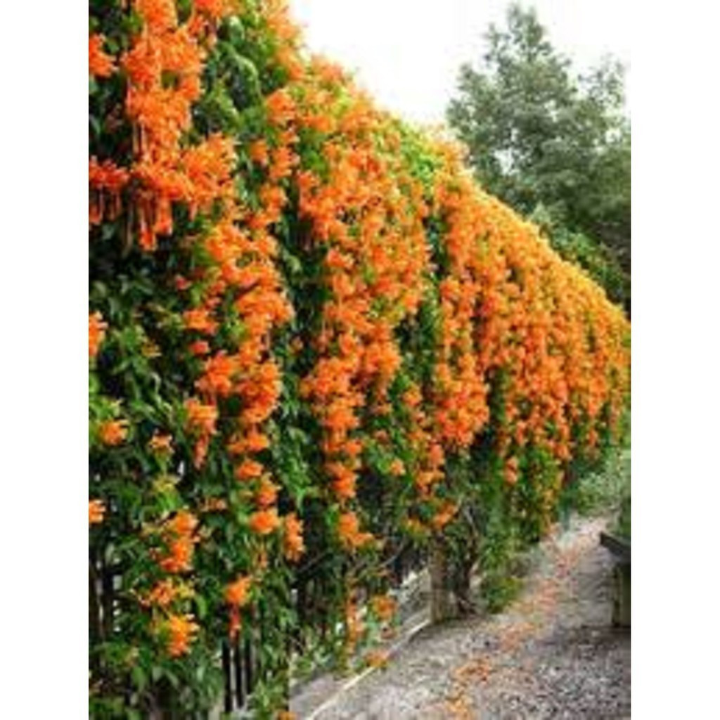 prazer de cultivar 200 Sementes de Flores Sem Semente Cipó São João Parede Verde Cerca Viva Flores Espinhosas