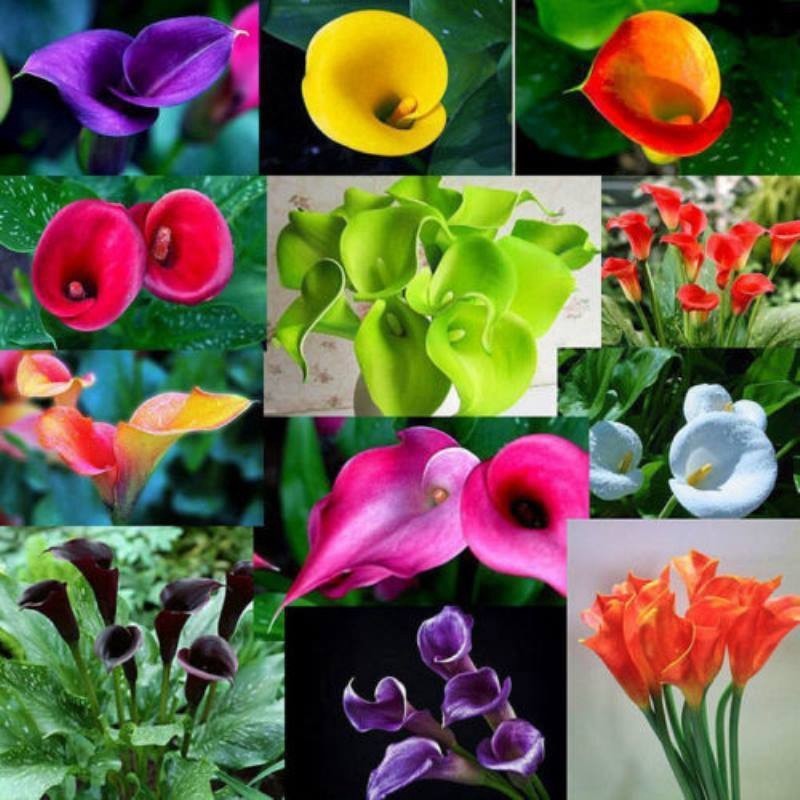A-II pcs Lírio Colorido 200 500 Sementes Planta Perene em Vaso Bulbos de Bonsai Calla Decoração de Jardim e Casa Planta