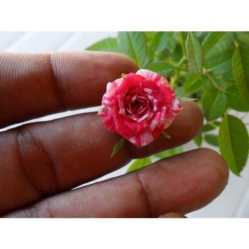 200 Sementes de Mini Rosa Rara Sortida Mix Colorida para Jardim Vaso Varanda Fácil Cultivo Florífera