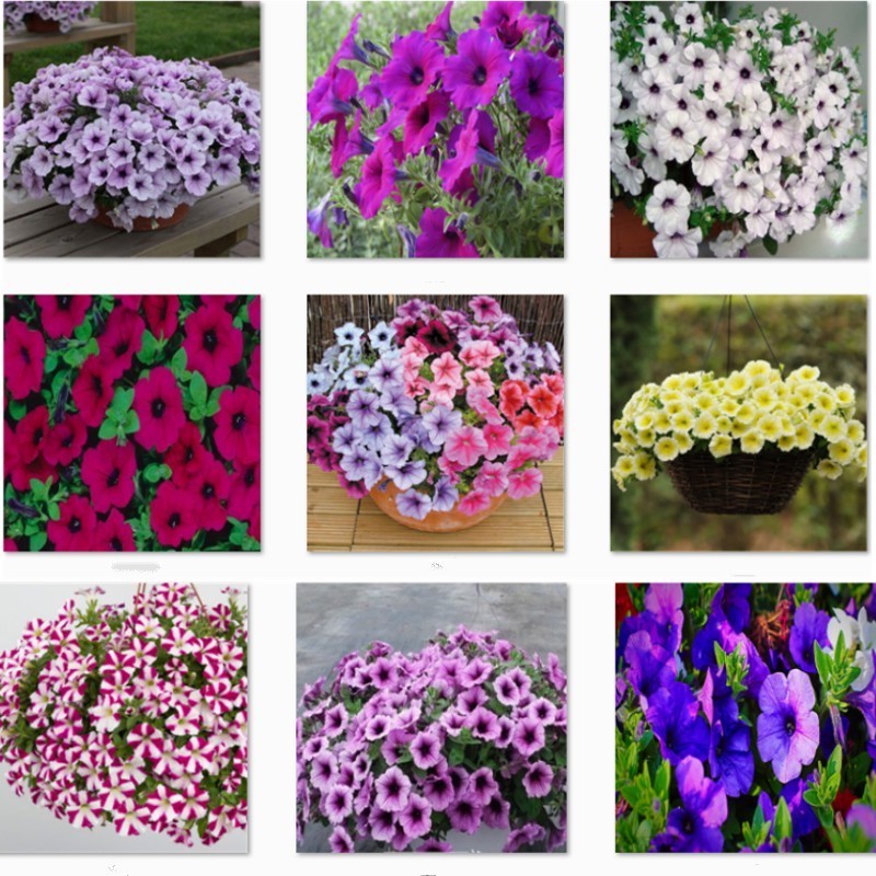 Envio rápido 50 100 sementes pcs Sementes de Flor de Petúnia da Malásia para Jardim / Varanda Fácil cultivo