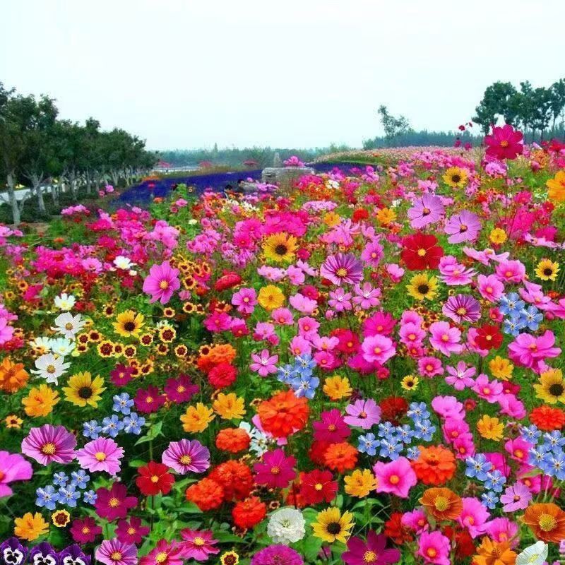 Sementes premium 100  Sementes de Flores Mistas — Jardim Colorido e Fácil de Cultivar em Oferta na Shopee