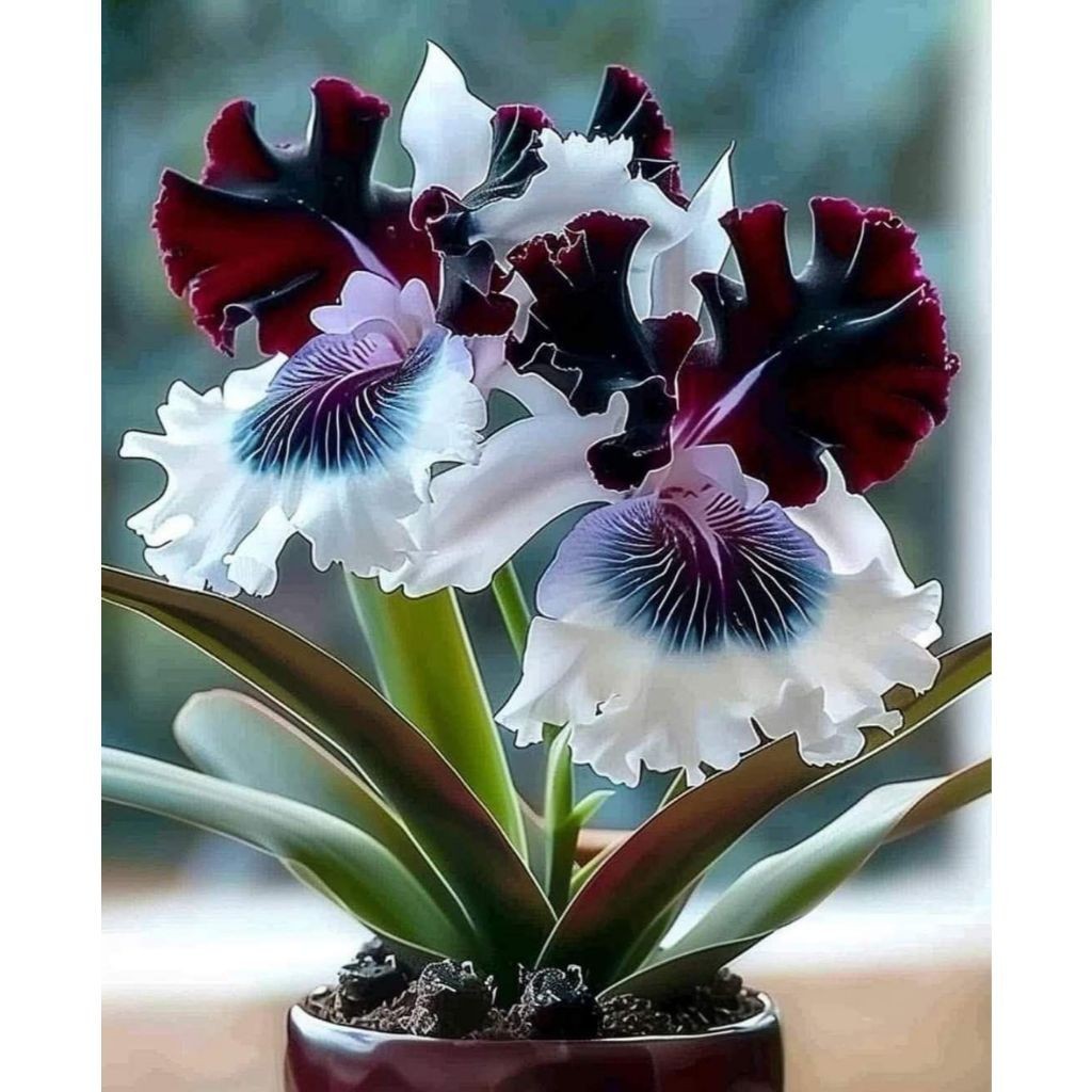 Orquídea Lunar Violet 100 sementes com manual de cultivo organico