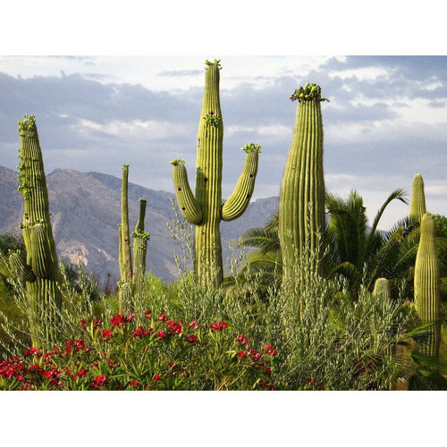 promocão 40 Sementes Cactos Saguaro Carnegiea Gigantea Cactus Gigante