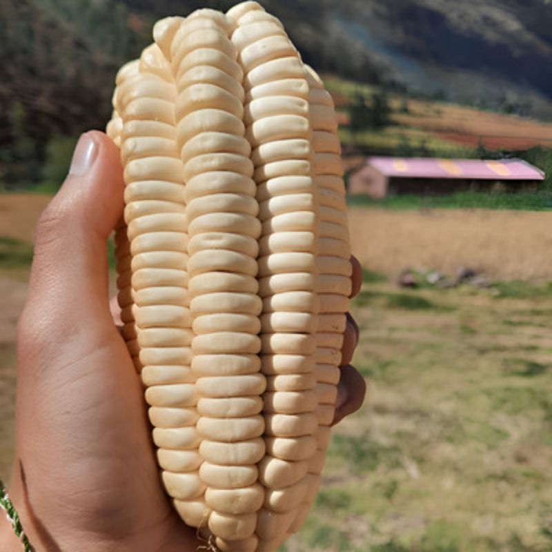 100 Sementes Milho Gigante peruano Relíquia agrícola.