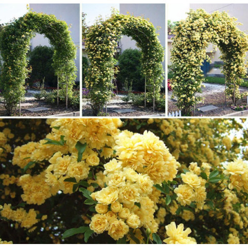 Envio rápido  Sementes de Flor de Jasmim Tipos Raros Cor Perenial Bonsai Jardim Doméstico Fácil cultivo