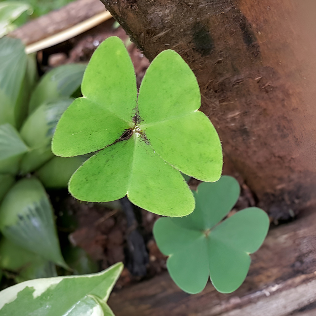 200 Sementes de Trevo Azedinha (Oxalis) | Planta Ornamental para Vaso e Jardim | Fácil Cultivo
