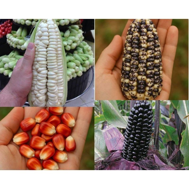 200 Sementes 4 Espécies Milhos Indígenas Asteca: Cancha Serrana Negra, Cuzco Gigante Peruano, Cancha Vermelha germinação em Oferta na Shopee