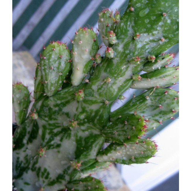 promocão 100 Sements de Cacto Maverick Varieguata (Opuntia ‘Maverick’)