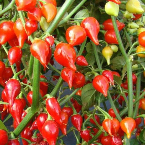 Sementes Pimenta Biquinho Vermelha