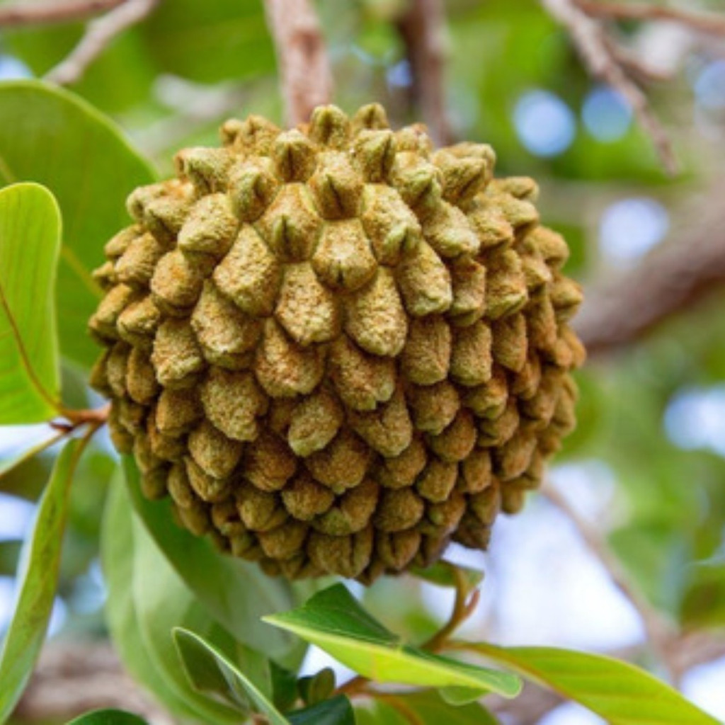 1000 Sementes de Araticum do Cerrado (Marolo) Fruta Exótica Rara Para Plantio | Alta Germinação