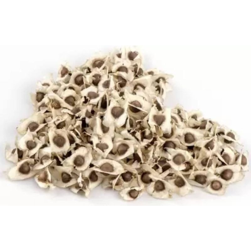 500 Sementes de Moringa Oleífera Árvore da Vida p/ Plantio | Rápida Germinação | Alimentação Animal e Adubo Verde