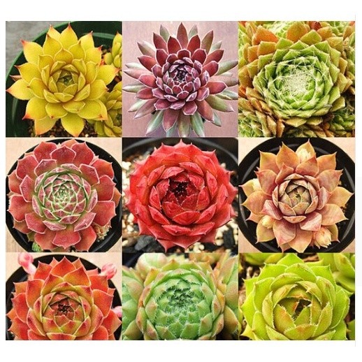 promocão 300 Sementes De Suculentas/cactos Sempervivum Tenerife V.core