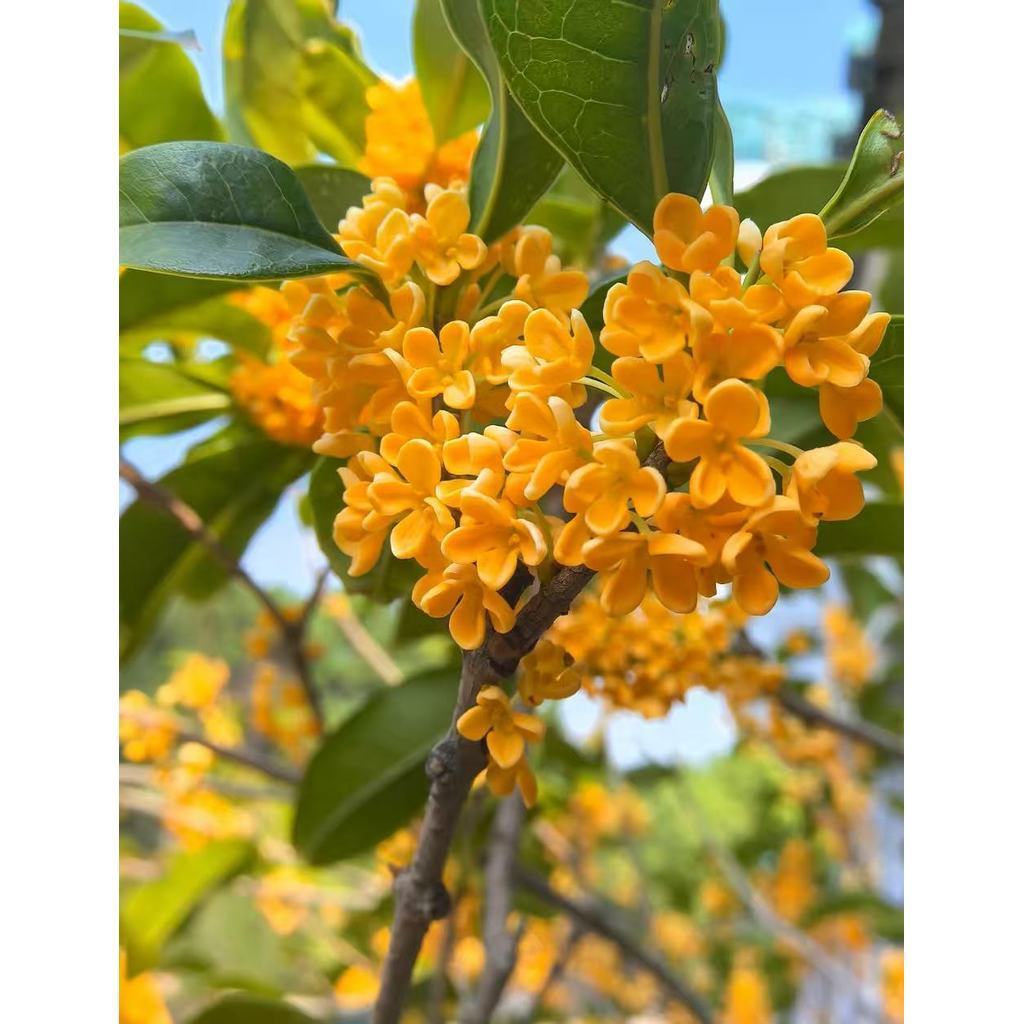 Sementes de Osmanthus 50x Fácil Cultivo Jardim