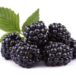 Hobby relaxante 100 sementes Amora Gigante Maior Fruto P/ sementes +Manual | Cultivo por sementes