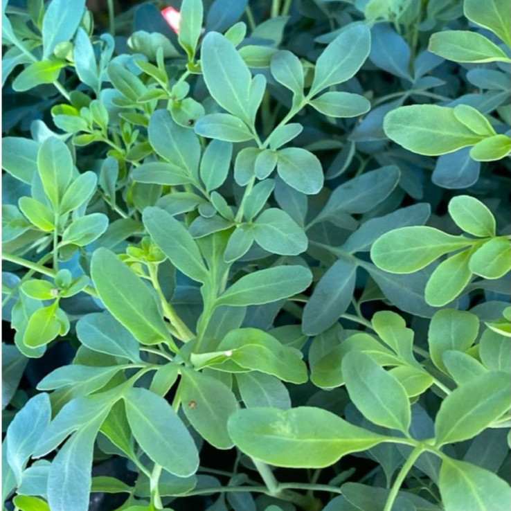 Sementes Arruda em Oferta na Shopee