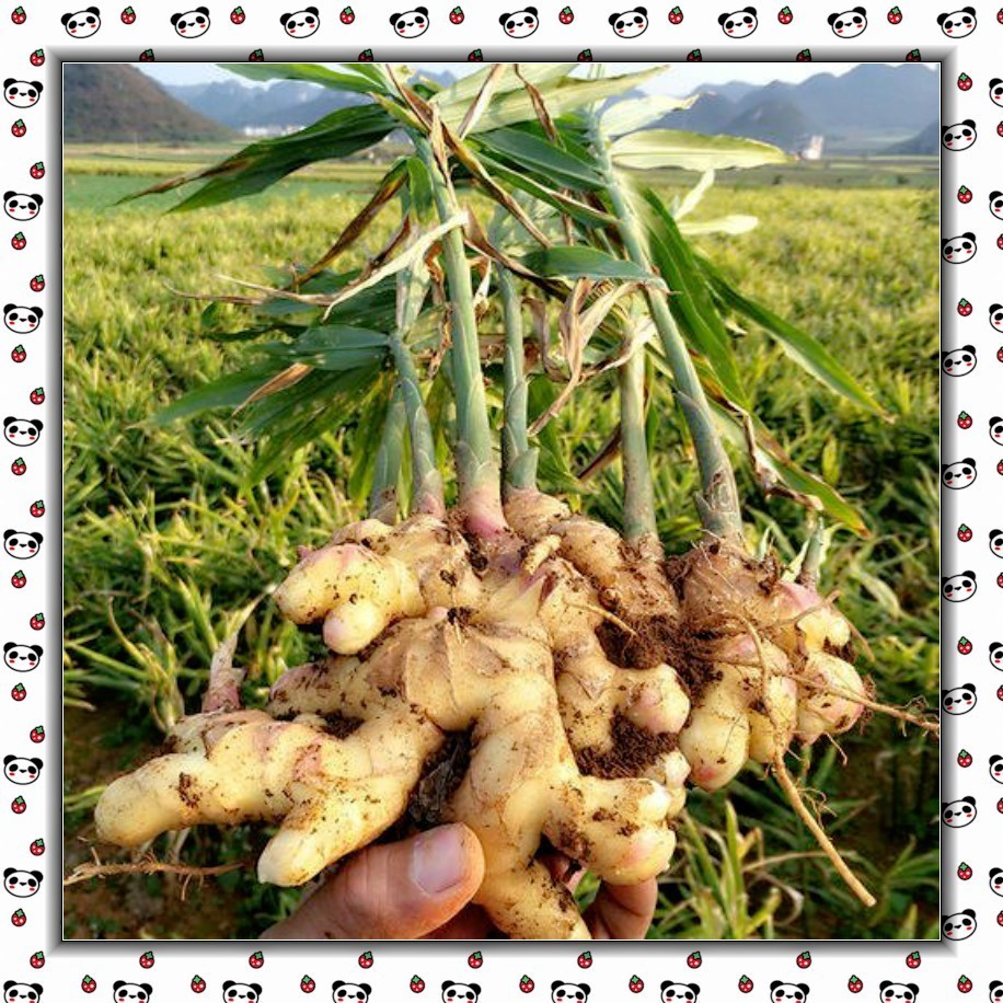 Cultivo prático  PCS/Pacote 200 500 Sementes de Zingiber Gengibre Vegetal Bonsai Plantas Zingiber Officinale Varanda