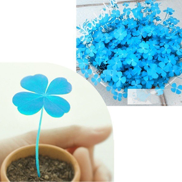 Cultivo prático Pçs / Saco Grama Pátio Jardim 200 500 Sementes Planta Plantas de Escritório Sementes de Árvore