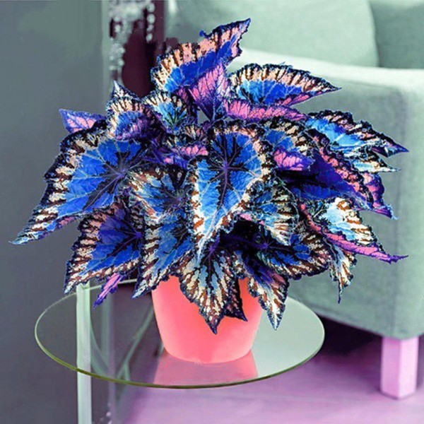 Cultivo prático pcs/Saco Coleus 200 500 sementes Plantas de Bonsai Flor Folha Plantas Dragão Arco-íris Jardim