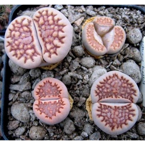 promocão Sementes Cacto Pedra Viva Lithops Halli Suculenta P/ Mudas