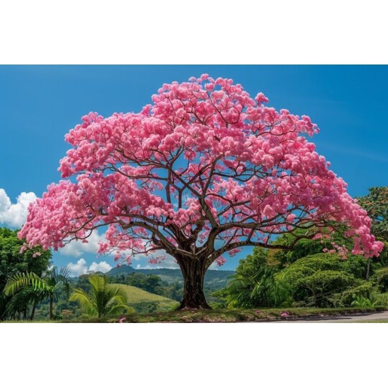 Sementes de Ipê Rosa Pink para Jardim Árvore Ornamental Fácil Cultivo