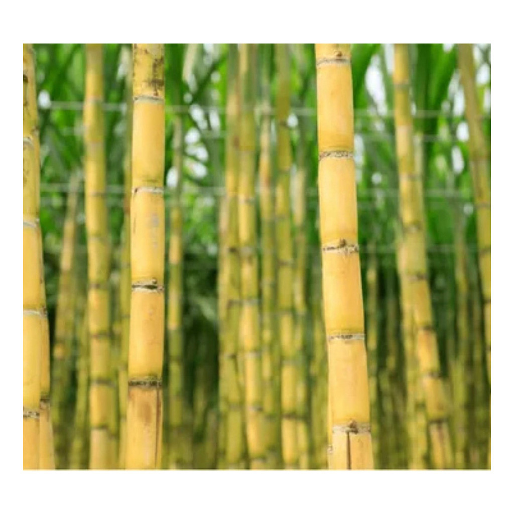 Liolin Garden Liolin Garden 200 Sementes Cana De Açucar Amarela Chines Manual De Cultivo em Oferta na Shopee