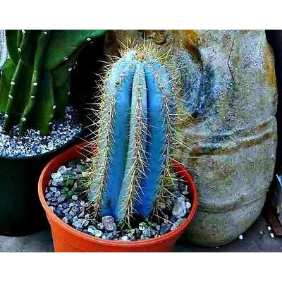promocão 30 Sementes Cactos Pilosocereus Azureus Cacto Azul P/ Mudas