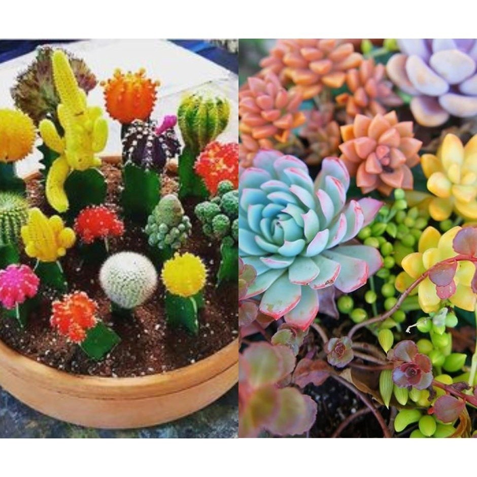 900 sementes sortidas entre cactos raros e suculentas coloridas pra vasos e jardins y7 ll sementes organicas
