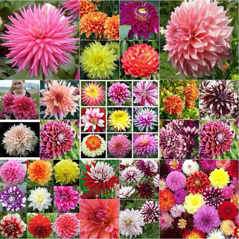 400 Sementes de Dália Gigante Cores Raras |