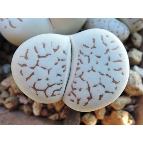 promocão 30 Sementes Cacto Pedra Lithops Vanzylli Dinteranthus P Muda