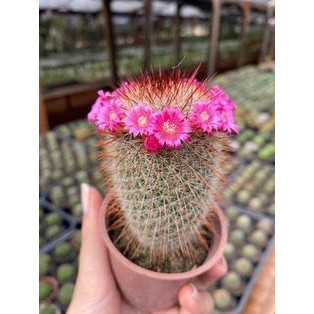 promocão 100 Sements de Cacto irlandês ruivo (Mammillaria spinosissima)