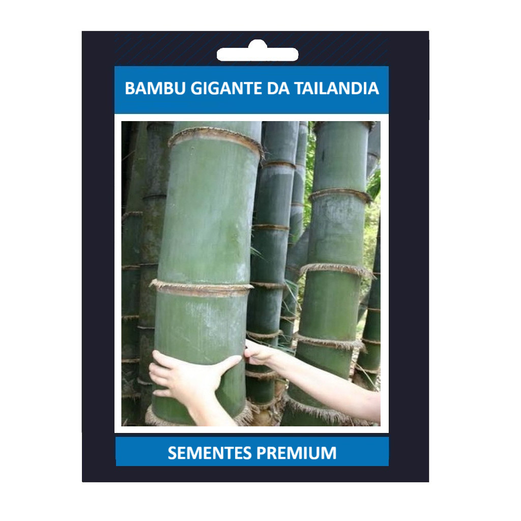 promoção PROMOÇÃO PROMOÇÃO 100 Sementes Bambu Gigante da Tailandia | Premium + MANUAL DE CULTIVO + MANUAL DE CULTIVO